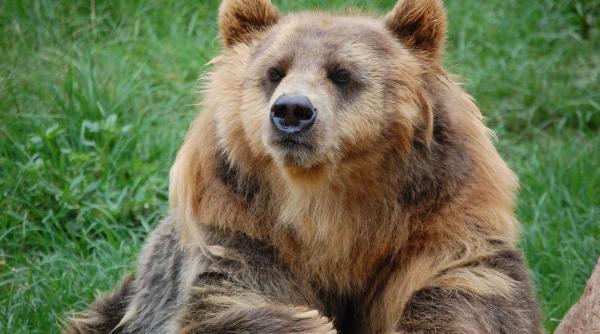 pancarta din secuime care l a durut pe seidler cat timp o sa impuscam ursii prosti am fost