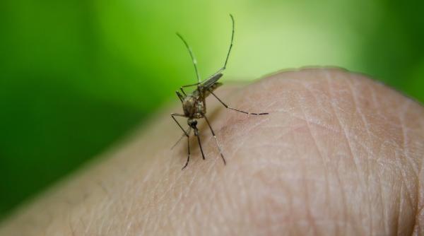 tantari cu virusul west nile in bucuresti simptomele infectiei explicate de medicul voichita lazureanu