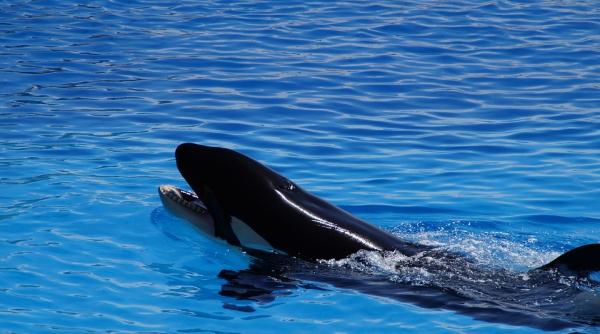 un pui de orca a decedat in noua zeelanda dupa ce a esuat la mal