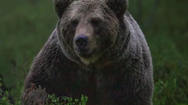 un urs agresiv i a facut viata un calvar unui barbat victima a fost salvata cu elicopterul