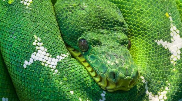 politia cauta un gigantic piton de 3 metri care a scapat din casa proprietarului sau