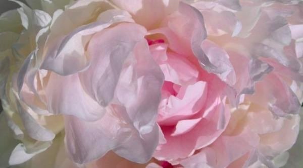 tuberoza de hoghilag sibiu va fi a treia floare din europa protejata la nivel european