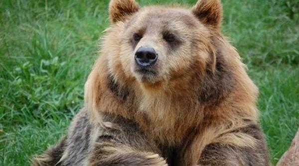 un alt barbat a fost ucis de urs  in romania  a fost gasit cu drona