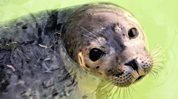 indignare si revolta in grecia foca mascota a unei insule turistice a fost ucisa cu un harpon video foto