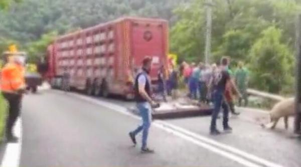 un tir incarcat cu porci s a rasturnat in valcea