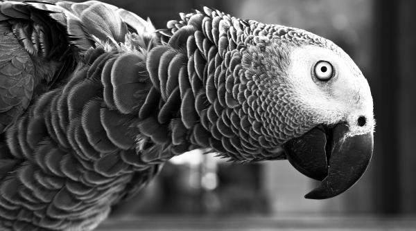 atacul papagalilor asupra tomberoanelor din sydney fenomenul care ii exaspereaza pe localnici video