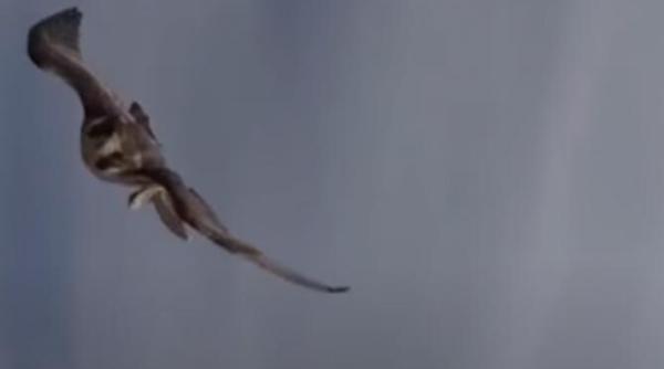 video viral cu momentul in care un soim ataca o drona si o aduce cu ghearele la pamant