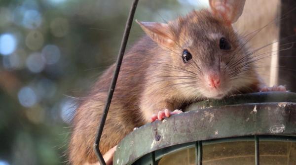 un tanar a fost muscat de sobolan in centrul capitalei vrea sa dea in judecata primaria condusa de clotilde armand