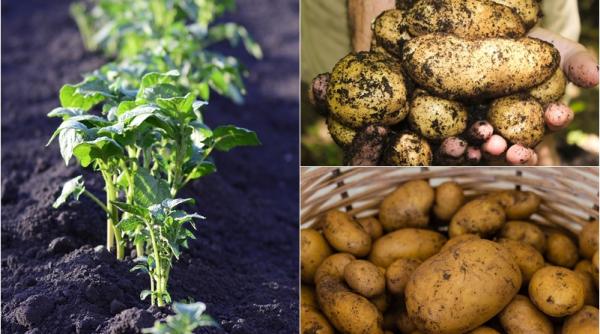 cum poti obtine cantitati uriase de cartofi din recolta ta metoda chinezeasca