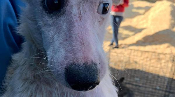 cum se transforma un catel ingrijit si iubit elfi a inflorit de a dreptul si cauta o familie a ei foto