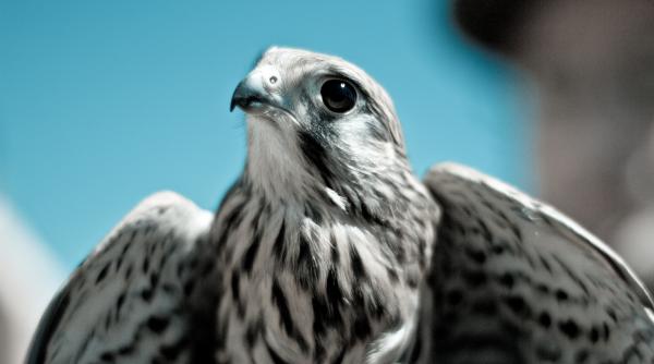 doi pui de soim descoperiti in sistemul de evacuare al unui avion i am salvat in ultimul moment foto