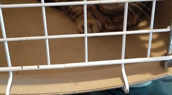 pisica inchisa de cateva luni intr o cusca inainte a stat blocata intr un subsol oamenii de acolo asteptau sa moara