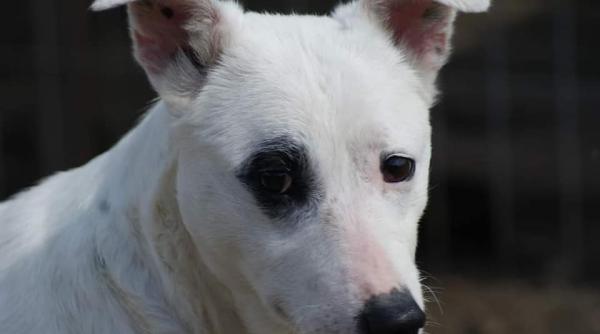 cum arata cruzimea de la sat fata de cainele care nu latra atentie imagini dureroase