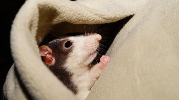 tanarul muscat de sobolan din nou la spital