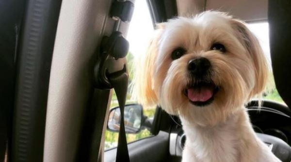 10 semne ca ai un caine care te iubeste