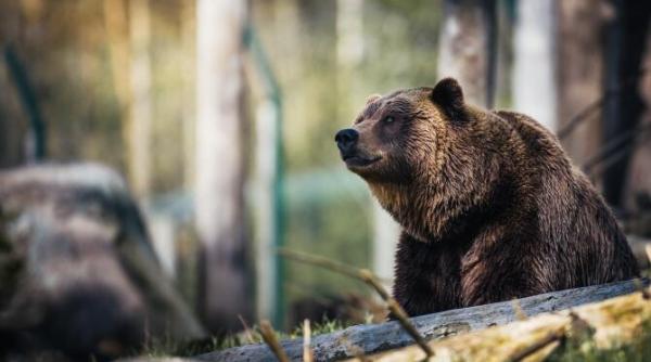 romania e prea mica pentru cati ursi traiesc la noi gusa o directiva a guvernului ciolos a triplat cifra situatia e foarte grava