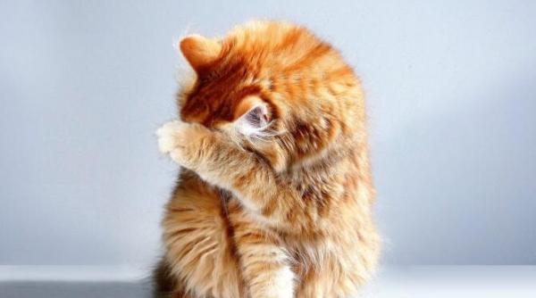 o pisica a intrat in casa gresita video viral pe tiktok