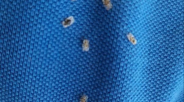 invazie de insecte in tot clujul se prind de haine intra in case garuesc perdele si inteapa foto