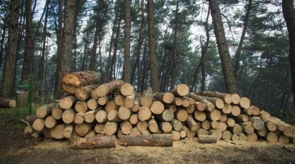 a crescut numarul de furturi din padurile romaniei  mii de apeluri la 112  raport sumal 2 0 la 6 luni