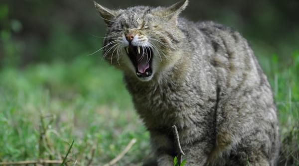 pisica salbatica a revenit dupa sute de ani in sudul olandei conservatoristii celebreaza victoria