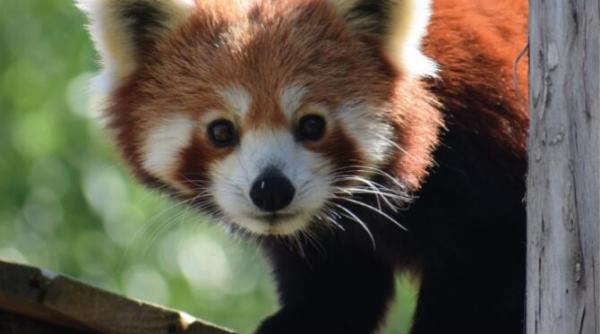 premiera in romania singurii ursi panda rosii au devenit parinti la zoo brasov