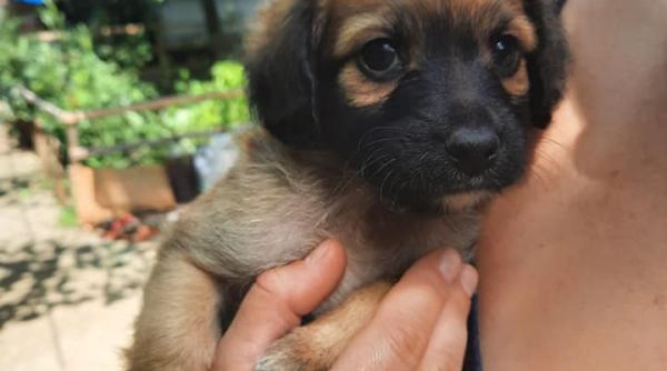 adoptii caini doua suflete isi cauta o familie iubitoare le poti oferi o sansa galerie foto