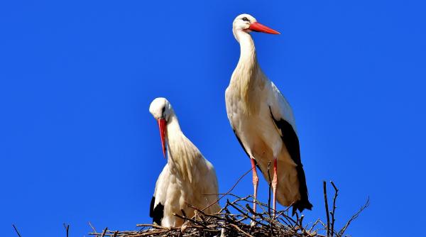 schimbarea la fata traditii si superstitii ce se intampla daca te uiti spre cer si daca vezi berze sa nu ti speli parul in aceasta zi