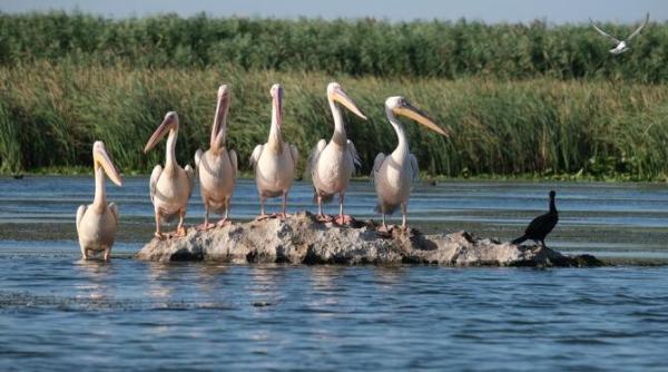 semnal de alarma privind poluarea in delta dunarii  efectele pot fi devastatoare