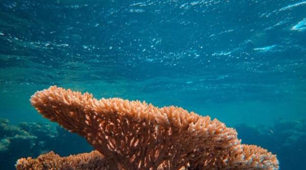 thailanda a interzis cremele pentru protectie solara cu substante chimice care ar putea dauna coralilor