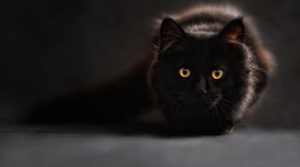 video viral un urs a fost alungat de o pisica domestica in siberia