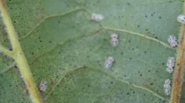 insecta periculoasa in romania cum ne aparam de tigrul platanului