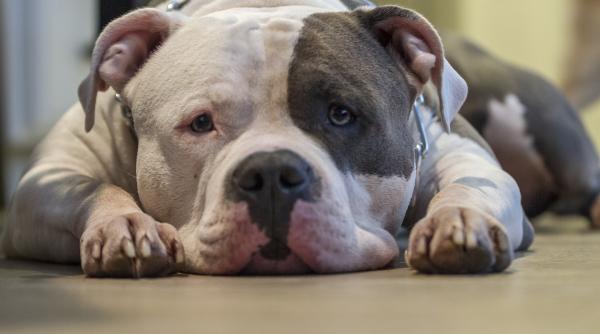 caine lasat sa moara de cald intr o masina nu mi pasa vreau sa moara