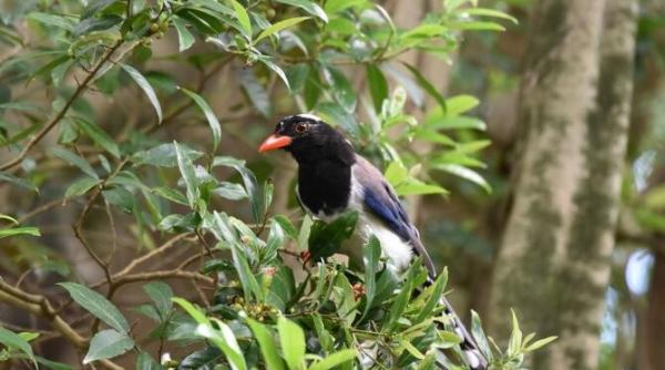 atacul unei cotofene a dus la decesul unui bebelus in australia