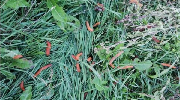 limaxul ucigas a facut prapad pe parcursul verii agricultorii se intreaba cum pot rezista in lipsa precipitatiilor la 35 c galerie foto