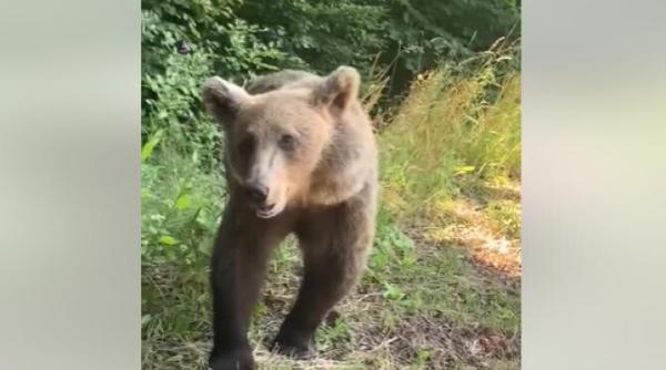 cum reactioneaza un urs care la prima vedere pare bland video viral