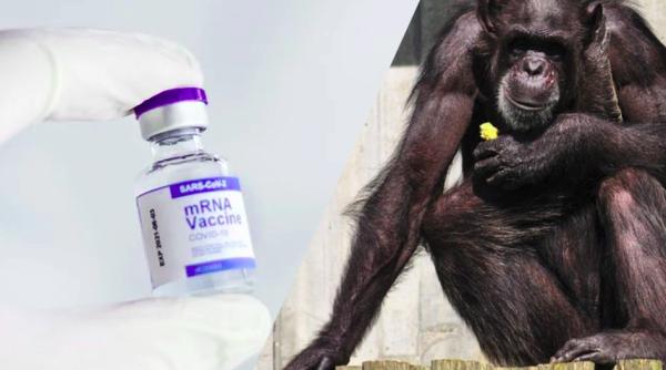 influencerii platiti sa raspandeasca minciuni despre vaccinuri imunizarea te transforma in cimpanzeu