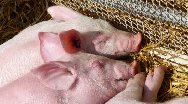motivul pentru care un fermier isi hraneste purceii cu coca cola