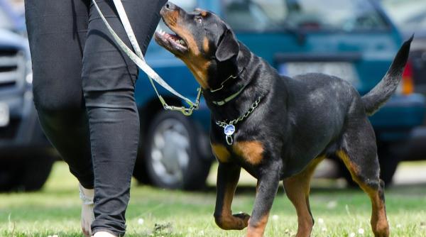 un copil de nici 2 ani sfasiat de cainele familiei