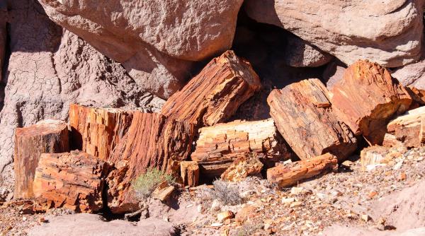 fosilele celor mai vechi animale de pe terra ar fi fost descoperite in canada