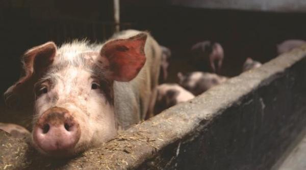 focare de pesta porcina in mai multe judete ale tarii