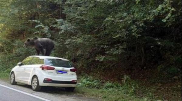 un urs s a urcat pe acoperisul unei masini