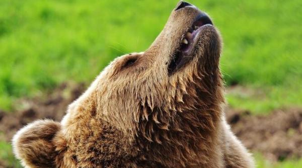 presedintele ajvps alba s a intalnit cu o ursoaica cred ca numai maica domnului m a salvat astazi