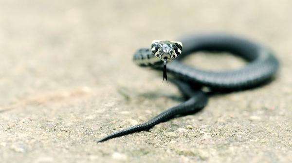 un barbat din india s a razbunat pe un sarpe veninos muscandu l dupa ce acesta il atacase ce s a intamplat apoi