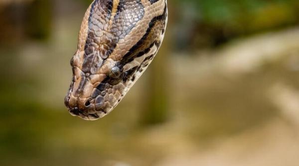 un sarpe pe rafturile unui supermarket din sydney clientii au fost ingroziti
