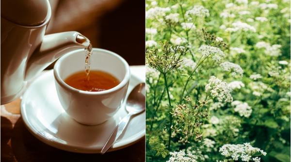 ceaiul care scade tensiunea arteriala il gasesti in supermarket sau plafar