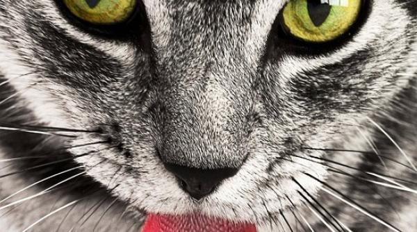 o pisica si a salvat stapanul de la moarte