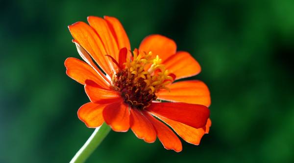 un astronaut a cultivat o floare in spatiu