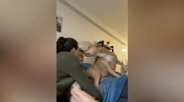 video cu reactia unui caine atunci cand stapanii sai incearca sa se sarute