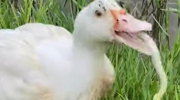 video viral cu o rata care inghite un sarpe