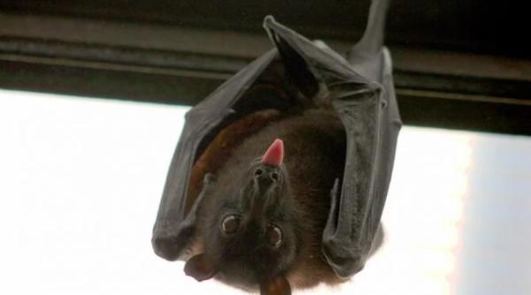 puii de liliac imita adultii la fel ca bebelusii umani si palavragesc pe limba lor